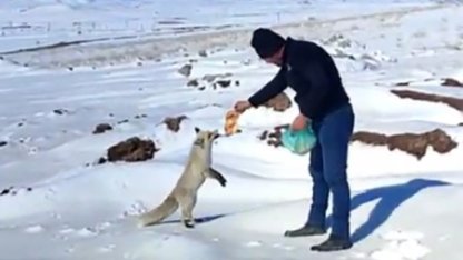 Kışın zor günlerinde tilkiye işçilerden şefkat eli