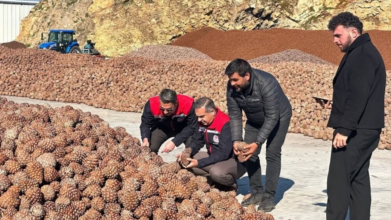 Koçarlı’da Çam Fıstığı işleme tesisindeki çalışmalar yerinde incelendi