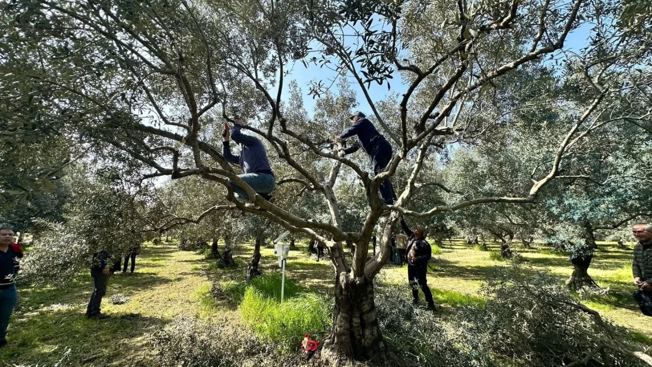 Koçarlılı üreticilere uygulamalı budama eğitimi