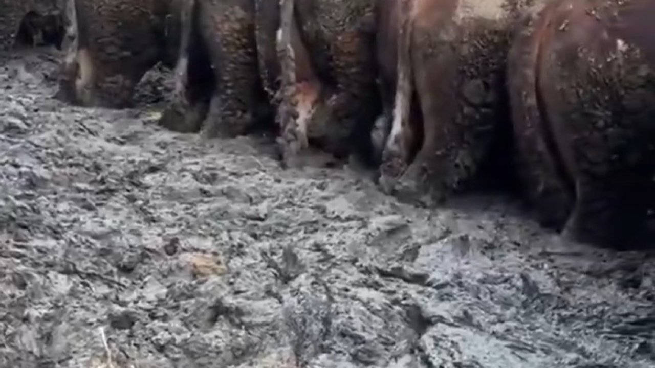 Konya’da sosyal medyaya yansıyan hayvancılık işletmesi görüntülerine inceleme