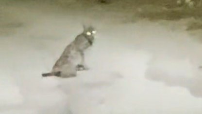 Konya’da vaşak görüntülendi