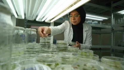 Kuraklığa dayanıklı domatesler geliştiriliyor