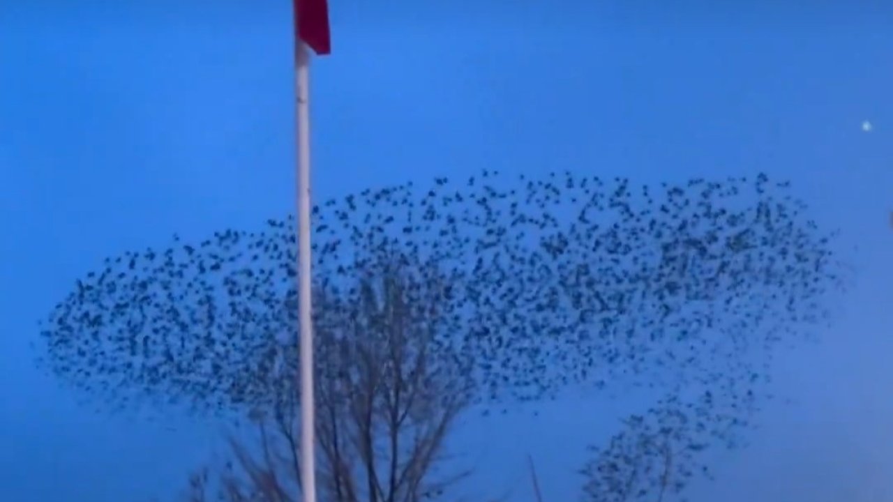 Kuşların Türk bayrağı çevresindeki mest eden dansı kamerada