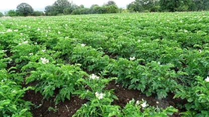 Kütahya’da patates üreticilerine ’Bitki Pasaportu’ uyarısı