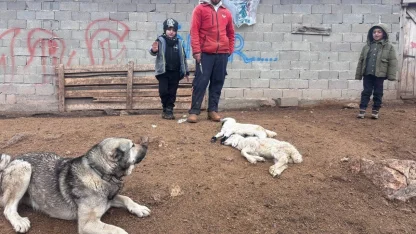 Kuzular belirti göstermeden bir anda telef oluyor