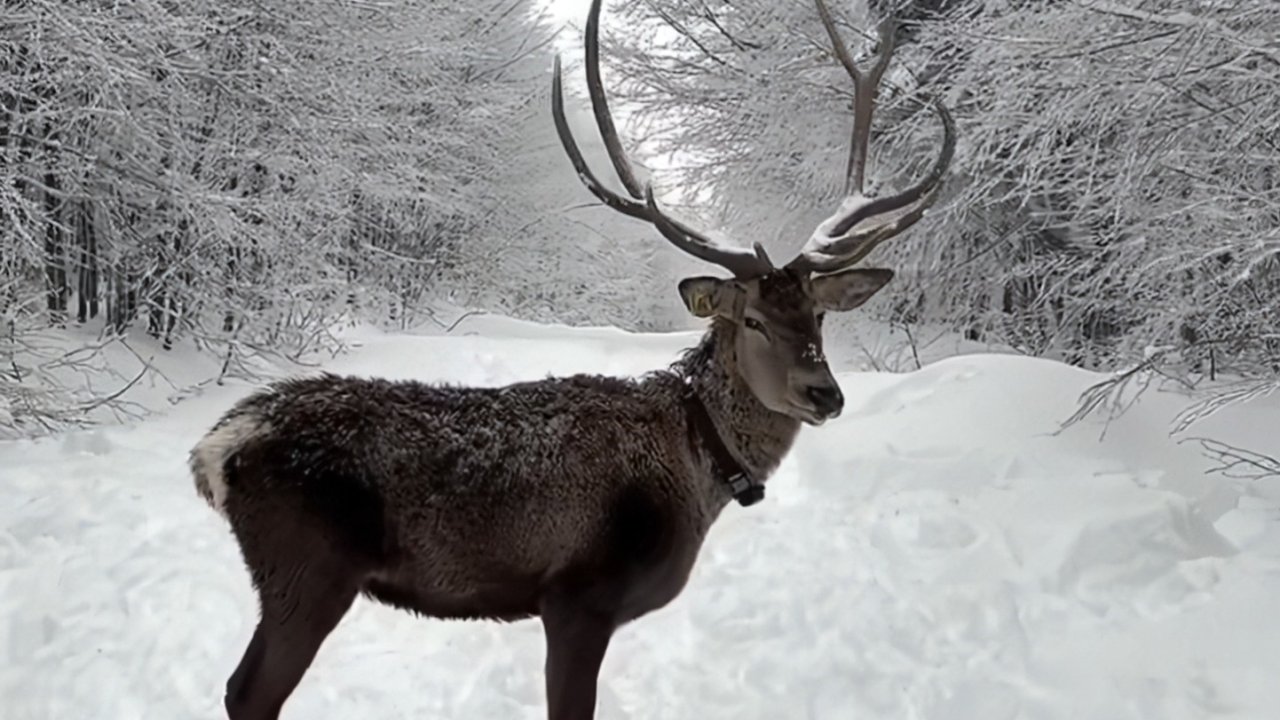Kuzuyayla’da tatilcilere kar ve kızıl geyik sürprizi