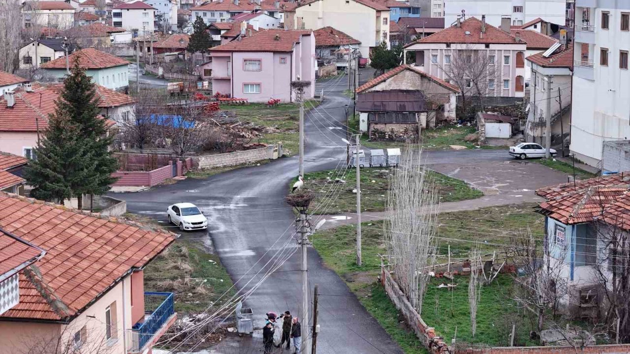 Mahallenin maskotu oldular, baharla birlikte yuvalarına döndüler