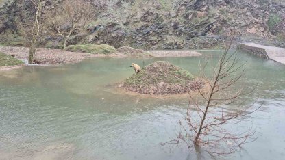 Mahsur kalan köpeği itfaiye ekipleri kurtardı