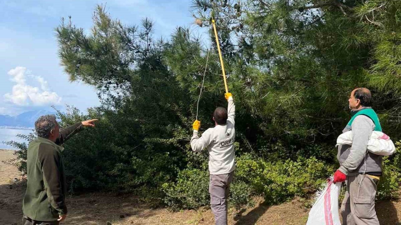 Marmaris’te çam kese böceğine karşı ’mekanik ve biyolojik yöntemlerle mücadele’ sürüyor