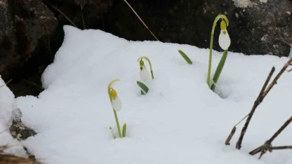 Mart karı kardelenleri yeniden beyaza bürüdü