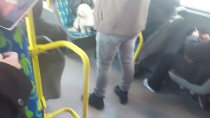 Metrobüste köpek koltukta oturdu, sosyal medyada tartışma başladı