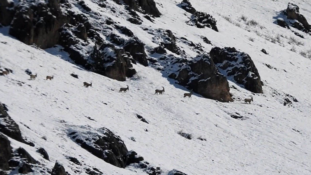 Munzur Dağları’nda yaban keçileri karlı zirvelerde görüntülendi
