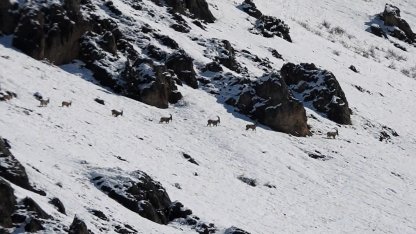 Munzur Dağları’nda yaban keçileri karlı zirvelerde görüntülendi