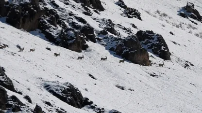 Munzur Dağları’nda yaban keçileri karlı zirvelerde görüntülendi