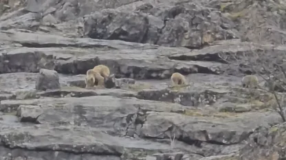 Munzur Vadisi’nde anne ayı ve yavruları görüntülendi