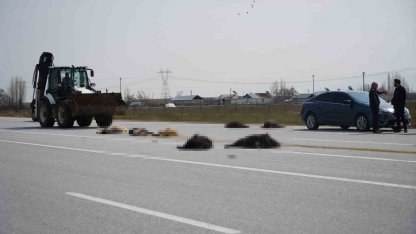 Muş-Bingöl karayolunda SUV tipi araç keçi sürüsüne çarptı: 10 hayvan telef oldu