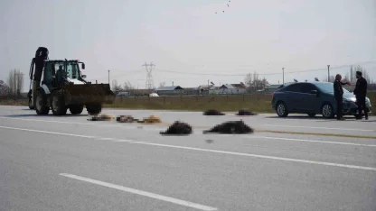 Muş-Bingöl karayolunda SUV tipi araç keçi sürüsüne çarptı: 10 hayvan telef oldu