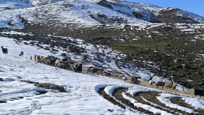 Muş’ta besiciler baharı beklerken yeniden kışa geldi