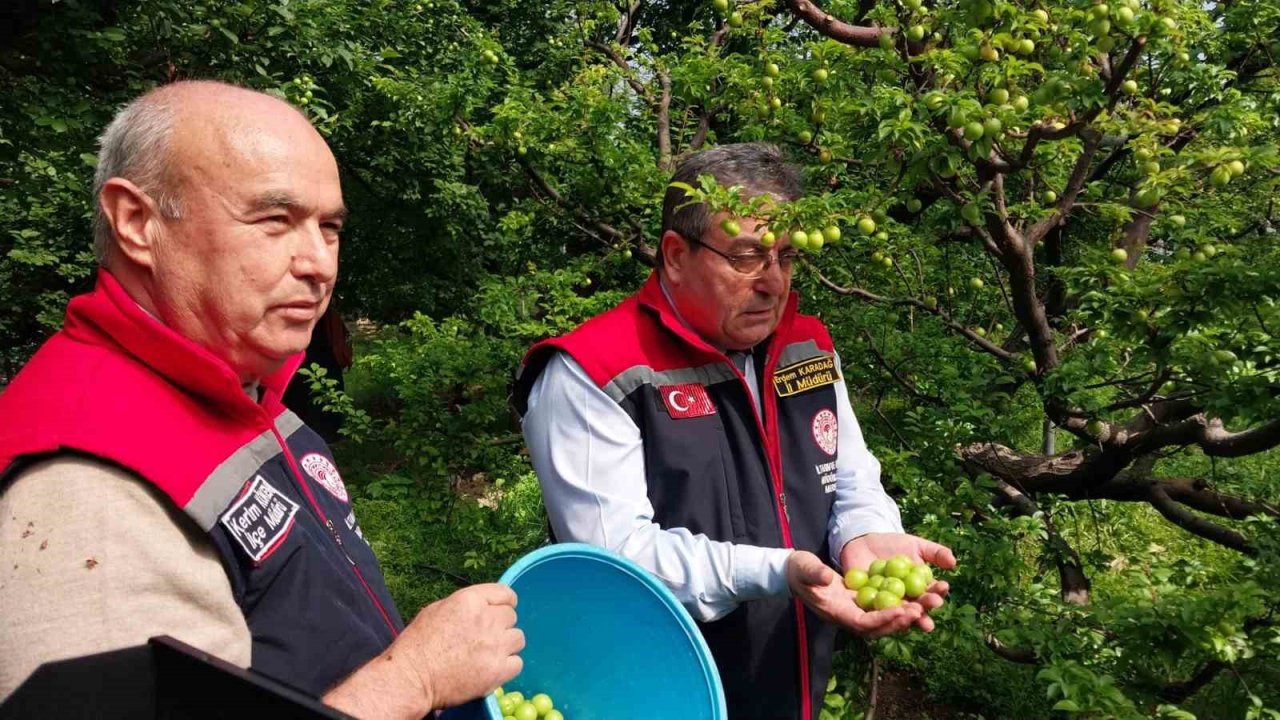 Mut’ta örtü altı erik hasadı başladı