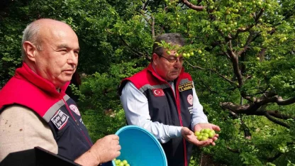 Mut’ta örtü altı erik hasadı başladı