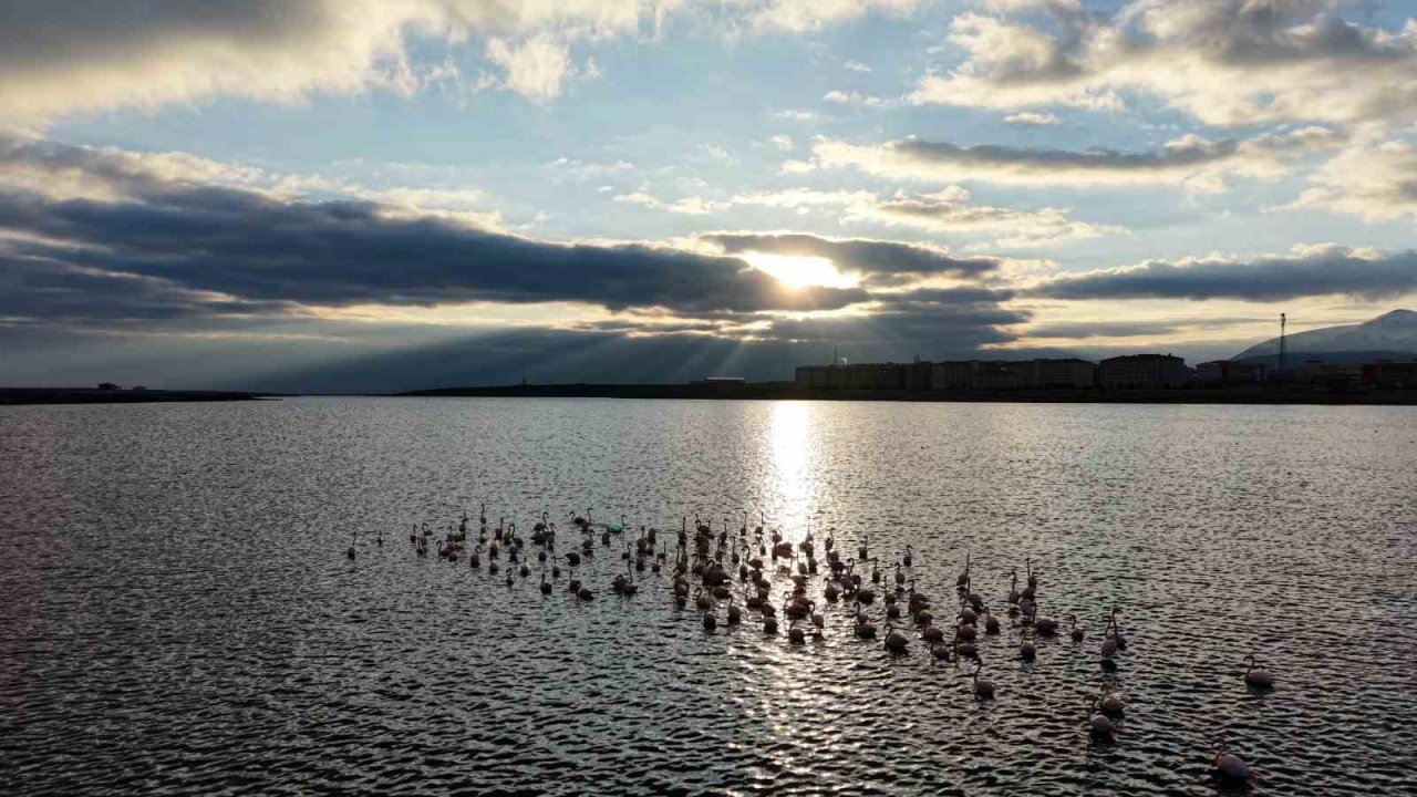 Niğde’deki Akkaya Barajı’nda flamingo şöleni başladı