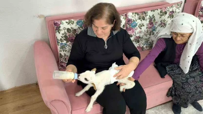 Öksüz kuzu "Balım", Şenol ailesinin şefkatiyle hayata tutundu