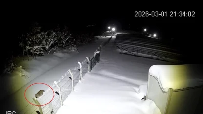 Ordu’da nesli tükenmekte olan vaşak görüntülendi