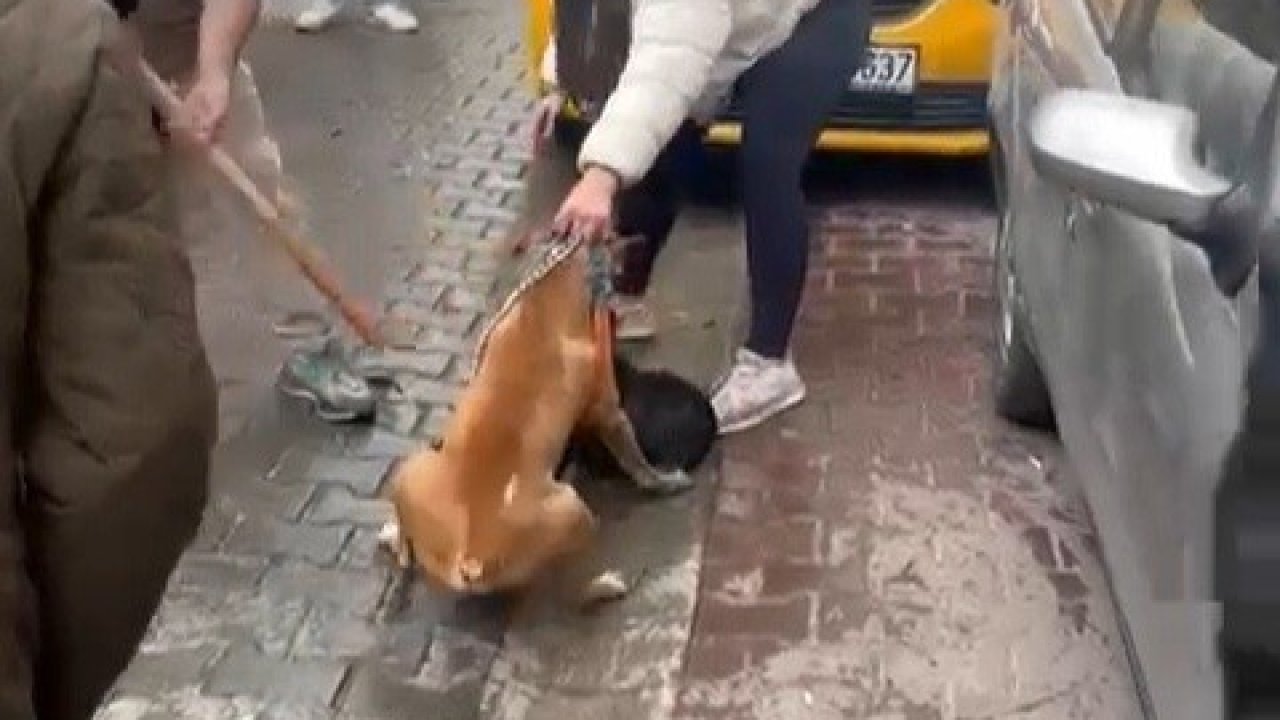 Pitbull saldırısı kameraya yansıdı: Köpek barınağa alındı