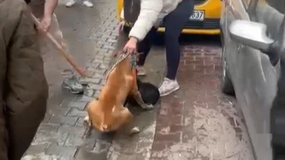 Pitbull saldırısı kameraya yansıdı: Köpek barınağa alındı