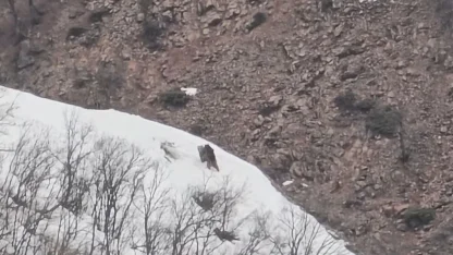 Pülümür Vadisi’nde oyun oynayan ayılar görüntülendi