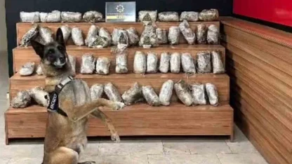 Şanlıurfa’da 17 kilo 550 gram skunk ele geçirildi