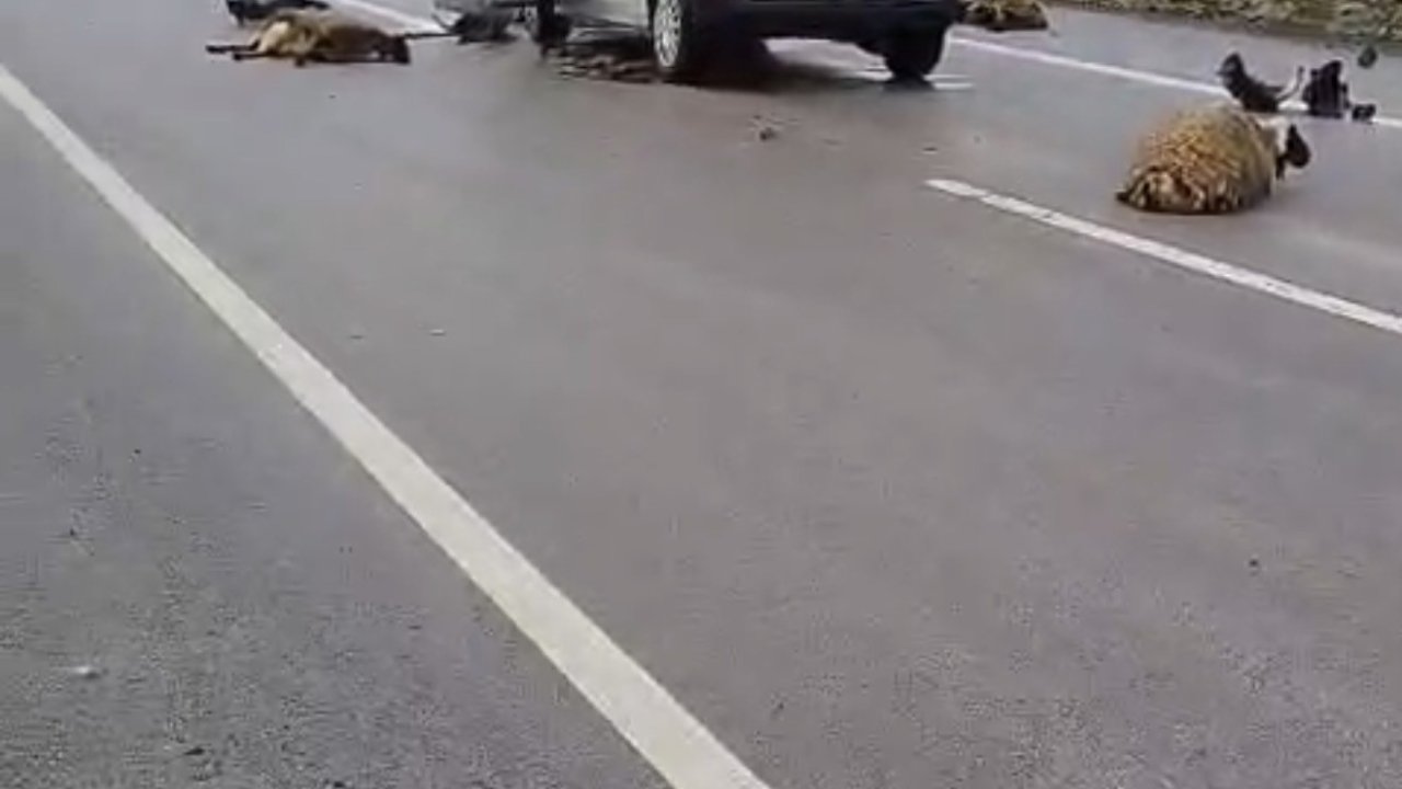 Şanlıurfa’da araç koyun sürüsüne çarptı: 10 koyun telef oldu