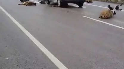 Şanlıurfa’da araç koyun sürüsüne çarptı: 10 koyun telef oldu