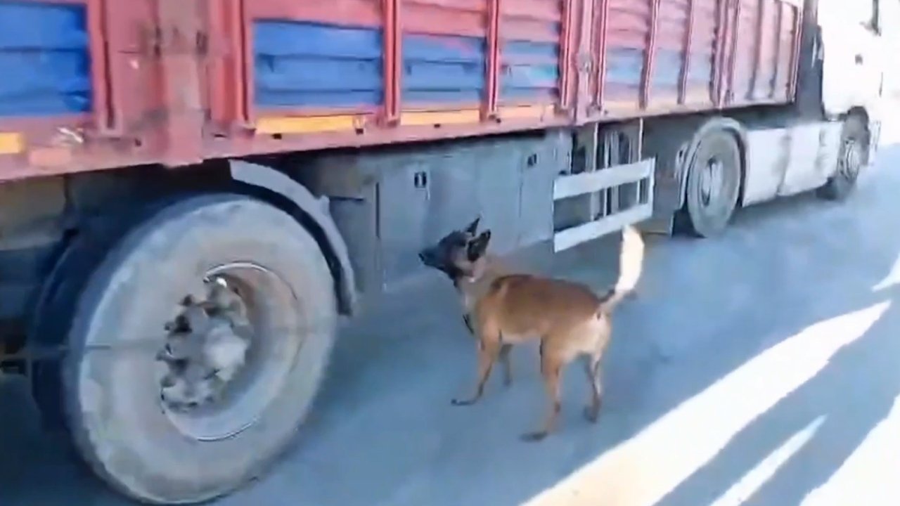 Şanlıurfa’da narkotik köpeği milyonluk uyuşturucu sevkiyatına geçit vermedi