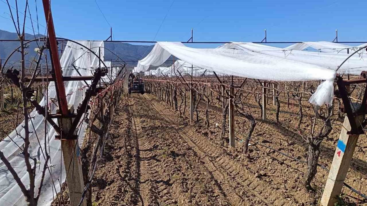 Sarıgöl’de üzüm bağları doluya karşı fileyle korunuyor