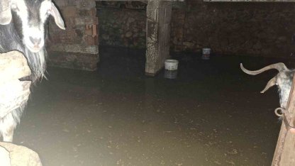 Sel ahırı bastı, 12 keçi ekipler tarafından kurtarıldı