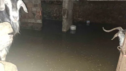 Sel ahırı bastı, 12 keçi ekipler tarafından kurtarıldı