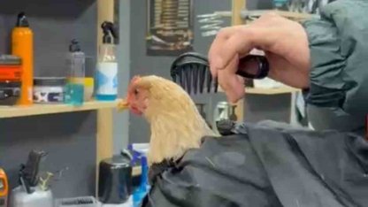 Siirt’te bir kuaför sosyal medya akımına katılmak için tavuk tıraş edip bayrama hazırladı