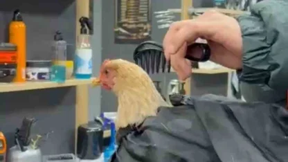 Siirt’te bir kuaför sosyal medya akımına katılmak için tavuk tıraş edip bayrama hazırladı