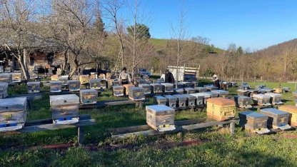 Sinop’ta soğuk hava arıcılığı olumsuz etkiliyor