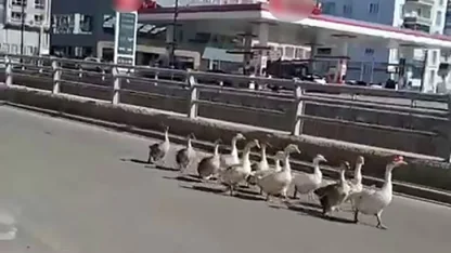 Sivas’ta kazların geçidi böyle görüntülendi