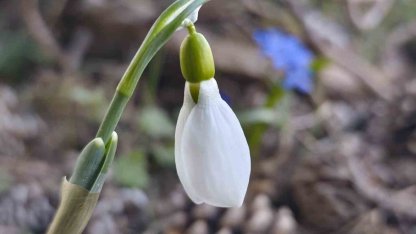 Spil’de kardelenler ikinci kez açtı