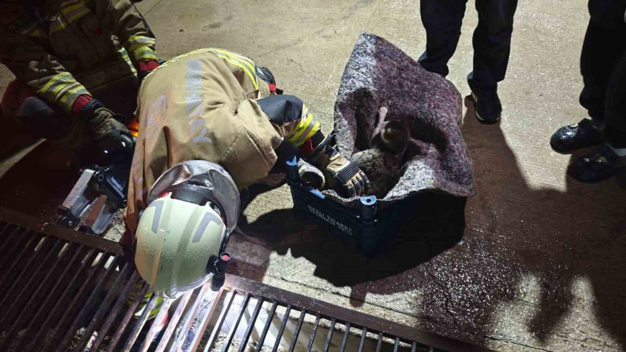 Su giderine yavrulayan anne kedi ve yavrularını itfaiye kurtardı