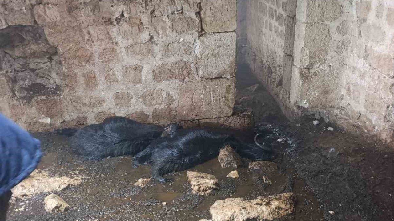 Tarsus’ta ahıra yıldırım düştü: 5 küçükbaş hayvan telef oldu