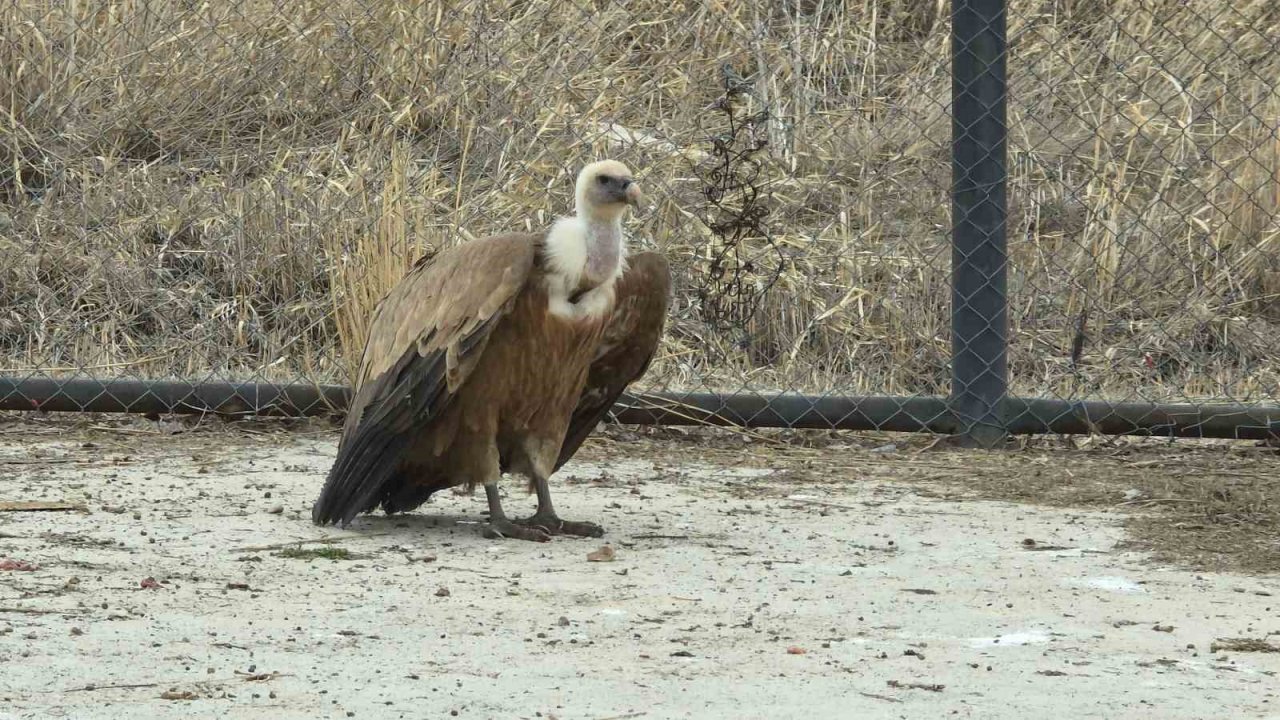 Tedavi edilen yaban kuşları özgürlüğe kanat çırpmaya hazır