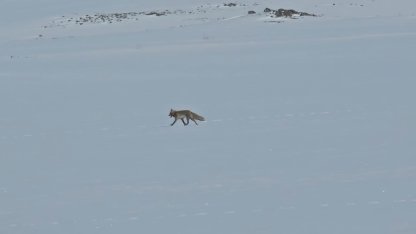 Tilkiler yol kenarında yiyecek aradı