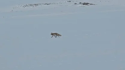 Tilkiler yol kenarında yiyecek aradı
