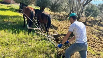 Traktörün giremediği zeytinlikte üretim atlarla sürüyor