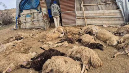 Tunceli’de kurt paniği: 64 koyun telef oldu, 11 koyun yaralı