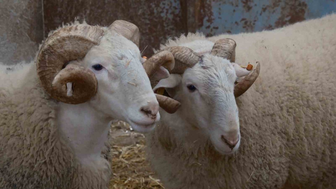 Türkiye’nin en değerli koçları rekor fiyatlara satılıyor